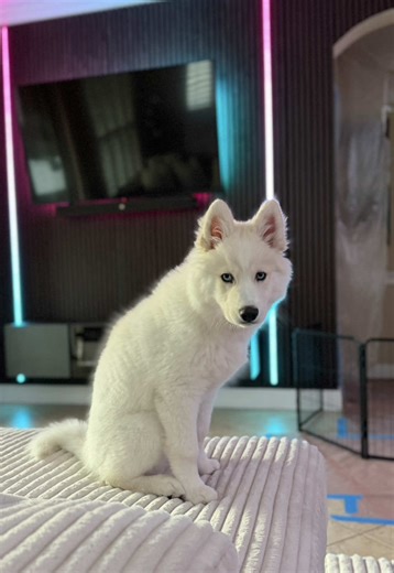 Bolt's Fun Obstacle Course Adventure