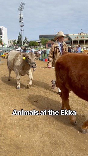 From animals big and small, the Ekka has it all! 🐮 🐴 🐠 🐱 🐶 🐏 🐐 🐣 . . #reels #reel #ekka #animals #babyanimals #chickens #goat #cattle #sheep #lama #animalreel #fish #horses #horsejumping #cats #cat #dog #dogs #catsofinstagram #dogsofinstagram #chicks #snakes #snake #puppies | Ekka
