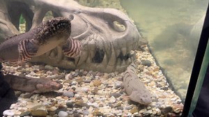 Polypterus delhezi, PLOPTERUS DELTA The barred bichir, armoured bichir, bandback bichir, or banded bichir Polypterus delhezi is elongated fish found, specifically in upper and middle portions.