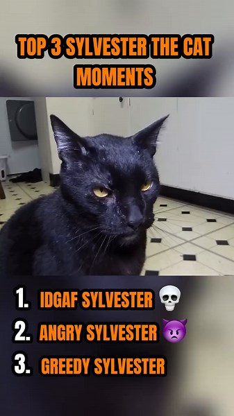 Talking Kitty Cat Sylvester: Funniest Moments Compilation