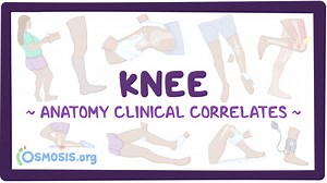 Anatomy clinical correlates: Knee: Video, Causes, & Meaning | Osmosis