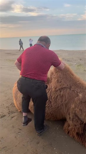 🇦🇿🇷🇺PANEL_XİDMETİ_51🇦🇿 (@panel_51)’s videos with orijinal ses - 🇦🇿🇷🇺PANEL_XİDMETİ_51🇦🇿