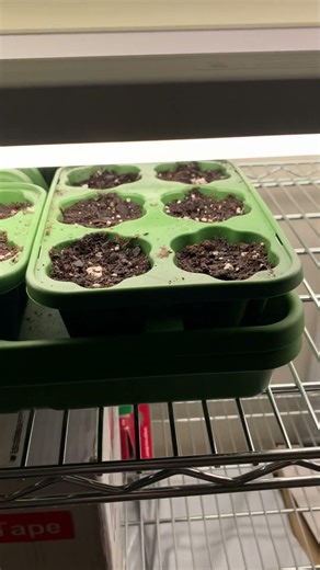 Day 2 Growing From Seed, Garden Seed Starter Light Setup