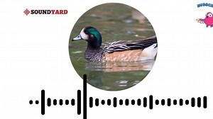AUDIOGRAM VERSION Chiloe Wigeon Sound, Chiloe Wigeon Call and Song