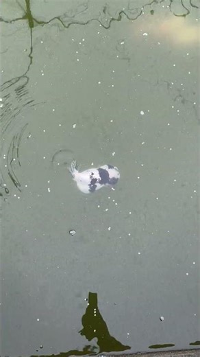 This is the cow RANCHU! The breeding is excellent! #goldfish #koi #fish #aquaticpets