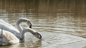 young swans eat bread thrown by them in the lake
