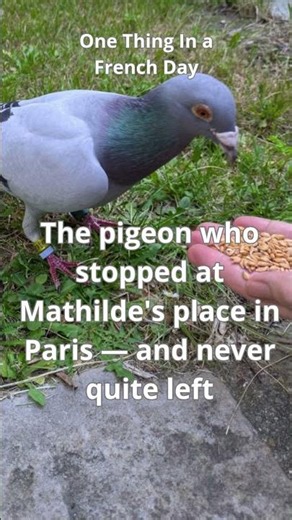 The pigeon who stopped at Mathilde's place in Paris — and never quite left