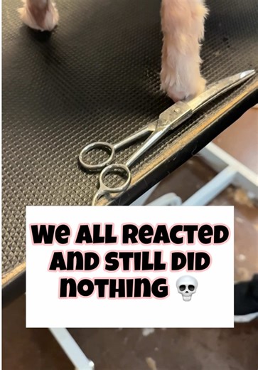 We all reacted and still did absolutely nothing 💀 #fyp #petsoftiktok #doggroomer #pethotel #groomerhumor
