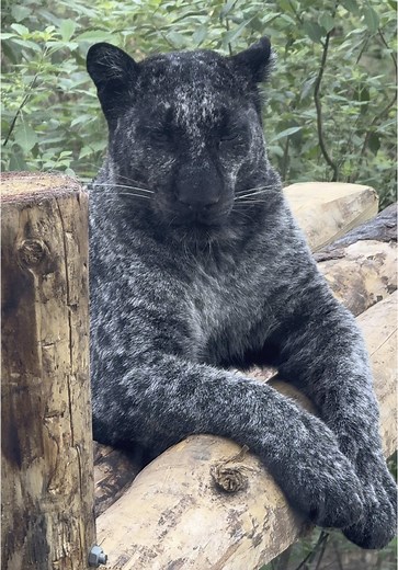 Rare Leopard with Vitiligo: A Unique Animal Discovery