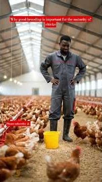 Why is brooding so important for the grow ing chicks#shorts#brooding.