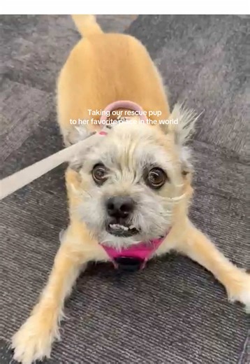 The pep in her little step 🥹😭 #rescuedog #adopt #terrier #cute #cvs