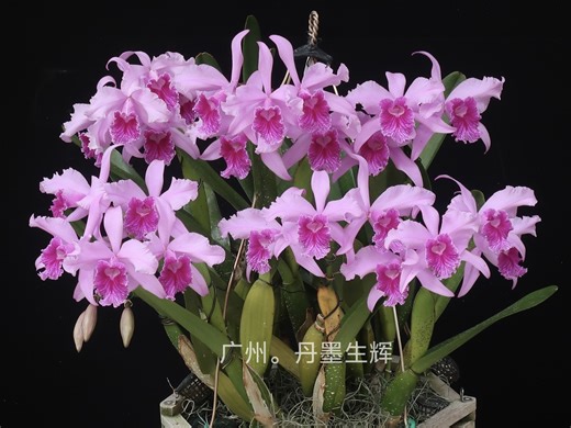 C.lobata 'Cassiopeia'红色罗巴塔“仙后座”，花瓣扭状，花型野性，喉部心形状，如嘟嘟嘴唇，丝丝唇纹如血脉一般充满活力。今年爆花状态，感谢欣赏！