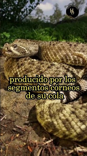 3 CURIOSIDADES DE LA CASCABEL