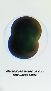 Exciting news from our Aquatic Nursery! Our dedicated staff successfully spawned a few of our red abalone last week, yielding 4-5 million fertilized eggs. This success paves the way for upcoming white abalone spawnings this spring with #TeamWhiteAbalone! Cultured Abalone White Abalone | Cabrillo Marine Aquarium