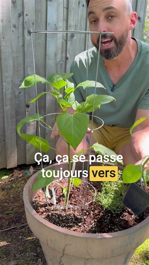 Est-ce que je garde les fleurs sur mes jeunes plants de poivrons?