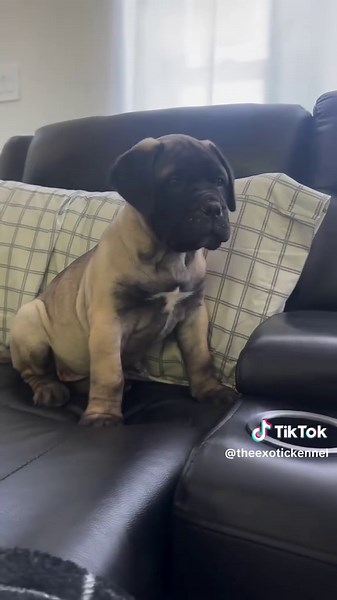 Bullmastiff puppies avaibale Male and female Message us for more details. #bullmastiff #guarddog #puppydog #mastifflover