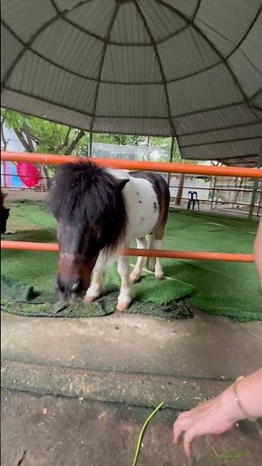 Cute Horse Eating Food Close Up