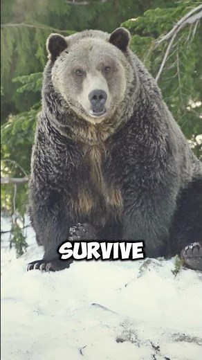 Why Animals Hibernate 🐻❄️ || #facts #animals ‪@VerifexFacts‬