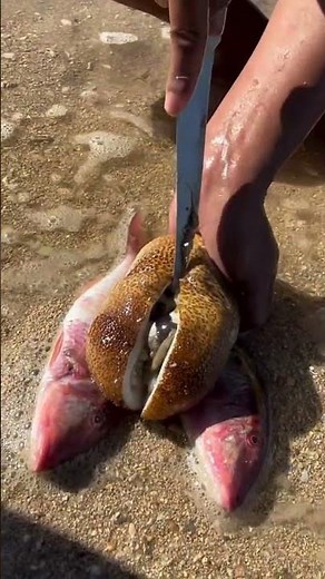 Catch and Clean: Discovering Hidden Treasures on the Shore