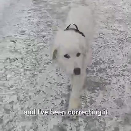 New Puppy Training Is Not Going As Planned | Gold Shaw Farm