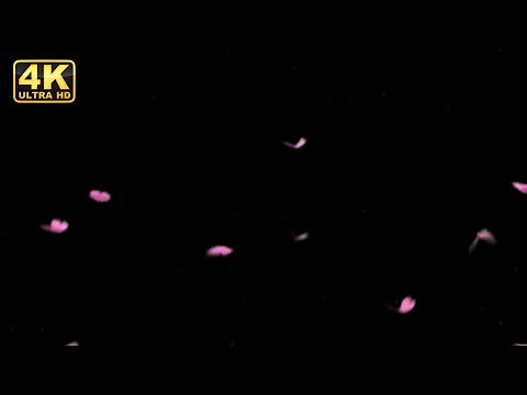 pink butterfly's loop animation video 4k aesthetic pink butterfly greenscreen pink butterfly overlay