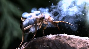 9 bizarre beetles – nature’s living jewels