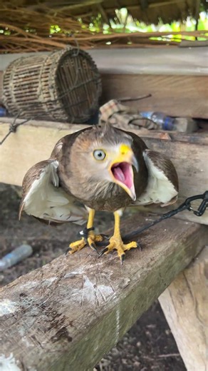 Hawk Sounds to Scare Birds🦅😱#shorts #hawk #birds #eagle #animals #wildlife