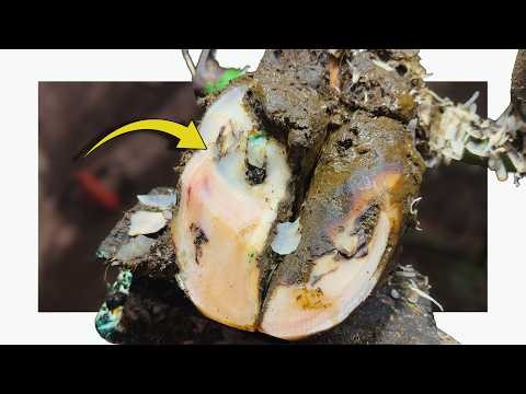 I Came to Treat One Ulcer… Then I Checked the Other Foot