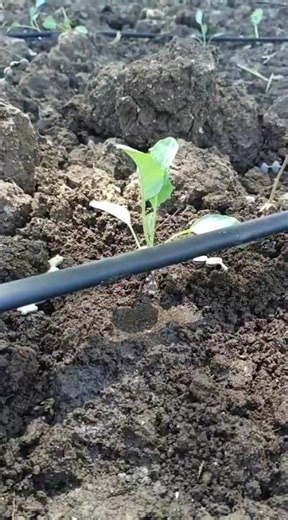 Farming simple with Advance Irrigation
