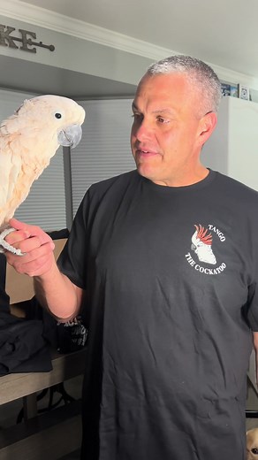 Thank you @Printify !! Tango is so proud of his custom merch! Let us know if you would like some! #printify #tangothecockatoo #customshirts #merch #fyp #sponsored #ad
