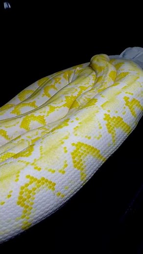 My 100 Pound Pet Snake! (#Shorts)