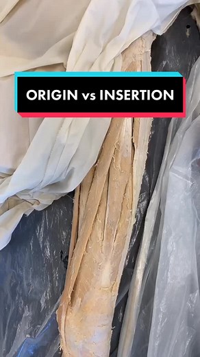 ORIGIN vs INSERTION!! Still useful in my opinion, but definitely not a strict rule. #learnontiktok #tiktokpartner #kinesiology #edutok