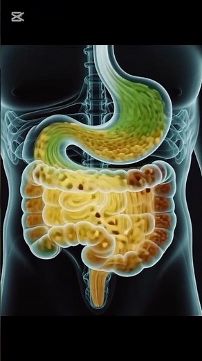 . Food Journey Inside the Human Body | Stunning Transparent Digestive Animation#3danimation #human