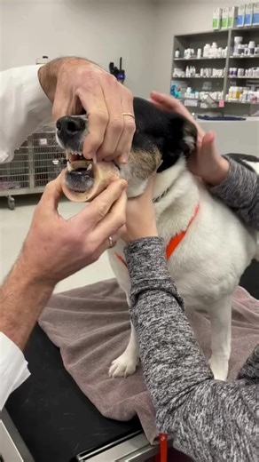 Emergency Vet Surgery: Removing a Stuck Bone from a Dog's Jaw