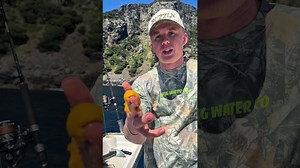 My biggest sea urchin yet!