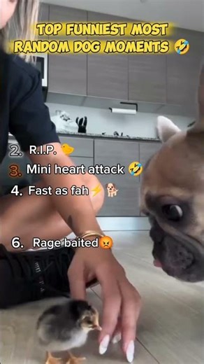 Top Funniest Random Dog Moments 😂 You Can’t Skip