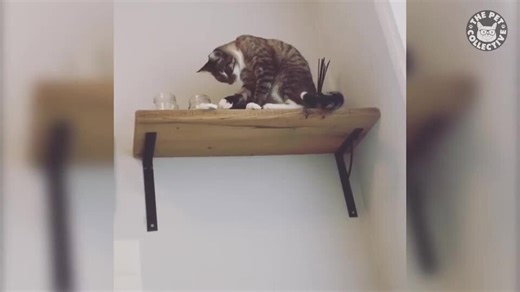 Best Cat Videos Of The Year (So Far)
