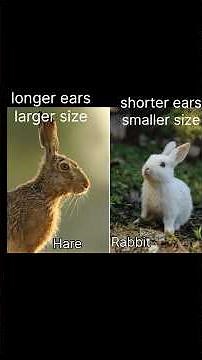 Differences Between Similar-Looking Animals Animal Comparison #English #how #learnenglish