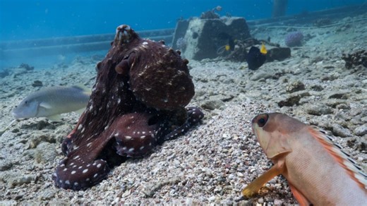 Octopuses seen hunting together with fish in rare video — and punching fish that don't cooperate
