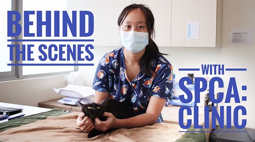 5.2K views · 152 reactions | BEHIND THE SCENES WITH SPCA SPCA...