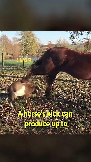 Horse Kick Makes the Dog Dizzy and Collapse