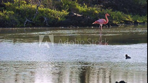 American flamingo walking in a saltwater marsh on Cerro Dragon on Santa Cruz Island in the Galapagos National Park, Ecuador.