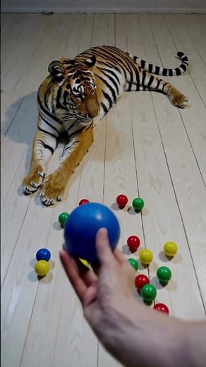 FUNNY TIGER! 😂 You WON'T Believe This!