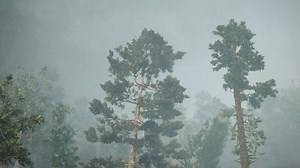 Extreme Winds Blow down Trees , Houdini Simulation