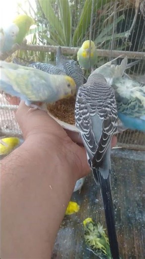 Cute Rainbow Budgies Bringing Beauty, Peace, and Happiness