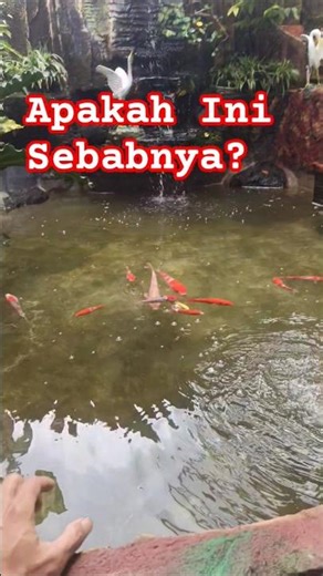 Apakah ini? Detail kecil kadang jadi masalah besar.#Nearkoi #kolamkoi #koiupdate