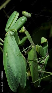 VERTICAL VIDEO: Two male sits on the female Praying mantises copulate. Mantis mating. Transcaucasian Tree Mantis (Hierodula transcaucasica). Extreme close up of mantis insect