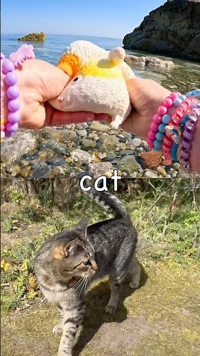 Learn at the Shore | Animal Names for Kids: Cat Elephant Sheep Tiger Hedgehog