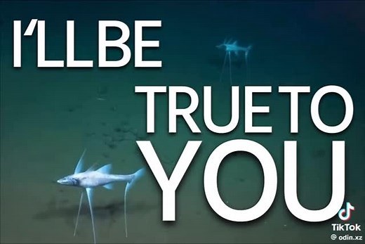 Dank Science Memes on Instagram: "Idk why there is such a dramatic narrative around this fish but it has taken over my feed From @Odin.xz"