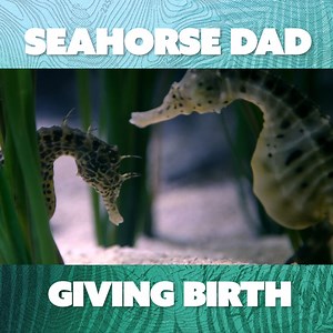 Prepare to be amazed as we delve into the unique reproductive journey of these incredible creatures, showcasing the beauty and wonder of nature's miracles. | Nature Bites